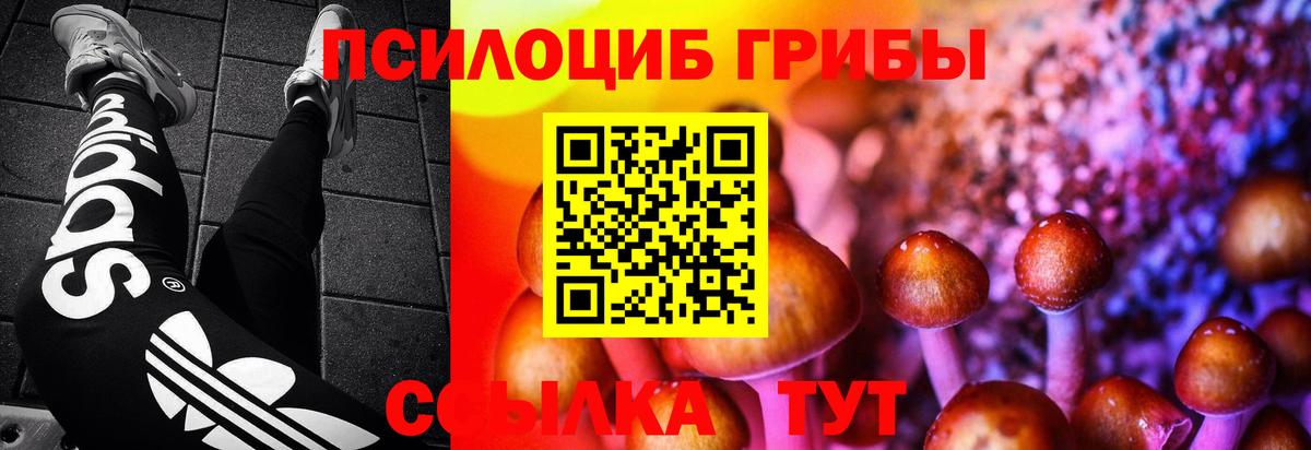 Подольск  продажа наркотиков  Вход с VPN  Псилоцибиновые грибы Psilocybine cubensis 